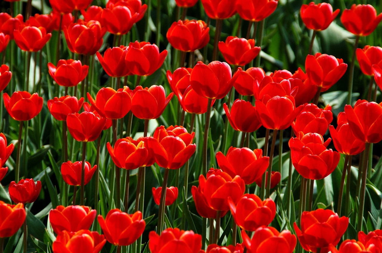 Tips for Creating a Drought-Tolerant Eco-Friendly Landscape